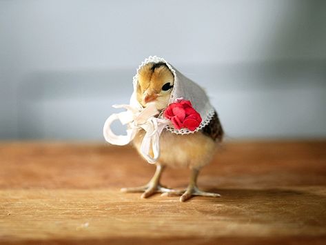 Cutest Baby Animals of 2012 | PEOPLE.com Baby Chickens, Baby Chicks, All Things Cute, Cavalier King Charles Spaniel, Animals Friends, Beautiful Birds, Pet Birds, Animal Pictures