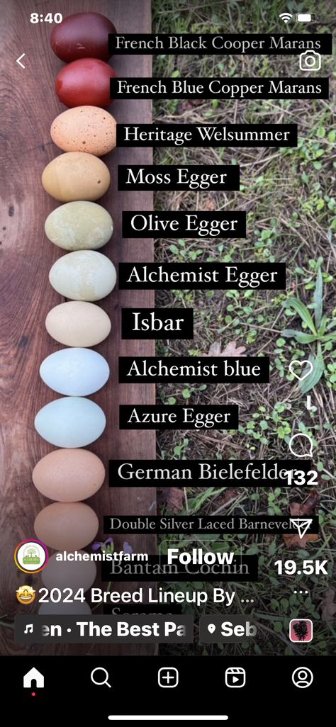 Olive Egger, Silver Lace, Coloring Eggs, French Blue, Desert Landscaping, Farm Life, Gardening Tips, Farmer