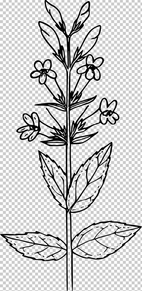 Mustard Seed Flower Drawing, Mustard Seed Plant, Mustard Plant, Front Page Design, Cricket Wallpapers, Fern Plant, Spring Theme, Plant Drawing, Blue Mountains