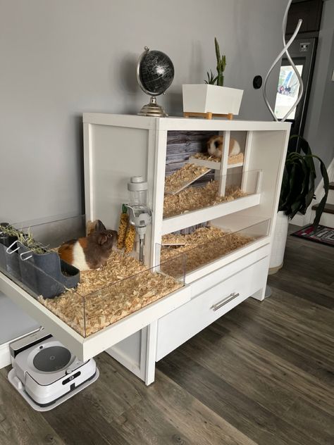 Hamster Cage Inspiration, Outside Guinea Pig Enclosure, Guinea Pig Cage Ideas, Diy Guinea Pig Hideout, Ginipigs Cage, Guniea Pig Outdoor Cage, Indoor Guinea Pig Cage, Gunie Pigs Cages, Guinea Pig Hutch