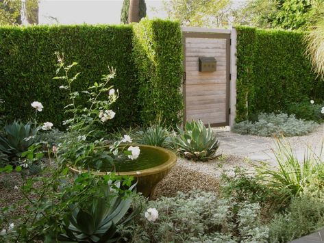 LA Confidential: A Private Courtyard Garden Goes Luxe on a Budget - Gardenista Iceberg Roses, La Confidential, Creeping Fig, Drought Tolerant Garden, Front Courtyard, Garden Plans, Outdoor Stuff, Water Features In The Garden, Agaves