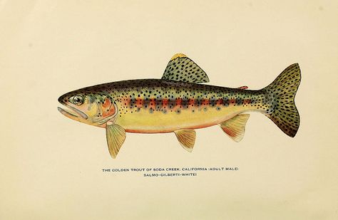 Golden Trout from Trout fly-fishing in America  New York,E. P. Dutton & company,1914 Golden Trout Tattoo, Fish Posters, Sushi House, Golden Trout, Fishing Poster, Illustration Fish, America New York, Trout Art, Image Of Fish