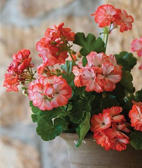 Pink Houseplants, Geraniums Garden, Geraniums Red, Geranium Plant, Pink Geranium, Perennial Flower, Geranium Flower, Red Geraniums, Annual Flowers