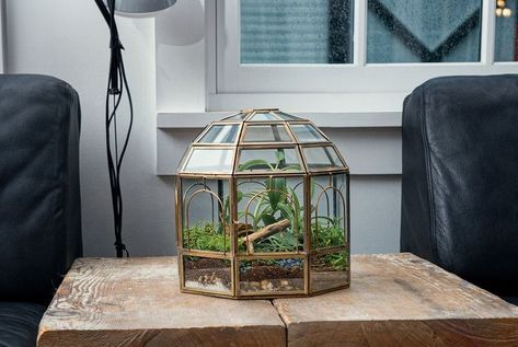 This Brass Birdcage Terrarium is perfect sized 9"x9"x11" glass terrarium with panes of glass and hinged with door for easy watering as this terrarium enhances the living environment. This terrarium is a great accent piece and an even better gift! For more info visit urban-born.com/collections/best-sellers/closed-terrarium Produce Garden, Large Glass Terrarium, Natures Wonder, Victorian Conservatory, Large Terrarium, Orchid Planters, Tiny Garden, Terrarium Containers, Wire Tree Sculpture