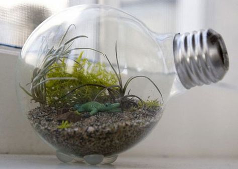 Light bulb terrariums - the industrial aesthetic meets nature! Light Bulb Terrarium, Terrariums Diy, Diy Light Bulb, Fairy Terrarium, Hipster Home, Light Bulb Crafts, Mini Terrarium, Deco Nature, Old Lights