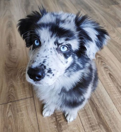 15 Reasons Why You Should Never Own Australian Shepherds | Page 2 of 5 | PetPress Australian Shepherd Mix Puppy, Dalmatian Australian Shepherd, Australian Shepherd Lab Mix Puppy, Mini Australian Shepherd Full Grown, Aussie Mix Puppies, Australian Shepherd Aesthetic, Australian Shepherd Lab Mix, Red Tri Australian Shepherd, Australian Puppies