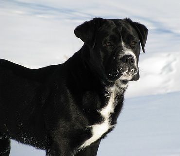 Brutus the English Bulldog / Lab mix (Bullador). Lab Mix Puppies, Dog Breeds Pictures, Horse Care Tips, Guinea Pig Toys, Guinea Pig Care, Purebred Dogs, Best Dog Breeds, Horse Care, Exotic Pets