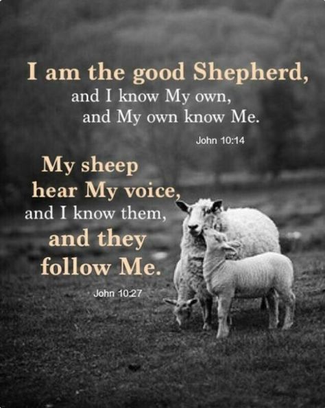 John 10 27, A Bible Verse, Niv Bible, Good Shepherd, The Good Shepherd, Psalm 23, Biblical Quotes, Favorite Bible Verses, Scripture Quotes