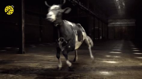 Cow Dancing GIF - Cow Dancing Dance - Discover & Share GIFs Cow Dancing, Dancing Gif, Dance Moves, Animated Gif, Funny Stuff, Cool Gifs, Funny Jokes, Dancing, Cow