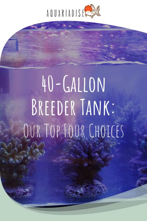 Choosing the right equipment to go with your breeder tank is extremely important. This article takes a look at five of the best 40-gallon breeder tanks on the market today. 40 Gallon Aquarium Ideas, 40 Gallon Aquarium, Aquarium Inspiration, Acrylic Aquarium, Glass Aquarium, Fish Breeding, Floating Plants, Aquarium Ideas, Fish Aquarium