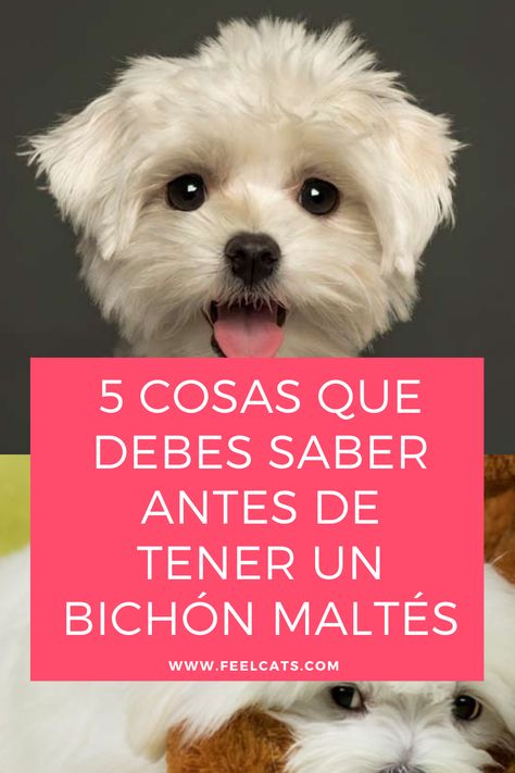 Bichon Maltese, Puppy Care Tips, Female Dog Names, Activities Outdoor, Cute Puppy Breeds, Dog Haircuts, Dog List, Bonding Activities, Cute Couple Gifts