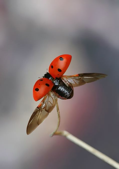 Lady Beetle, Egyptian Scarab, Cool Bugs, Beautiful Bugs, Creepy Crawlies, Lady Bird, Bugs And Insects, Animal Totems, Arte Animal