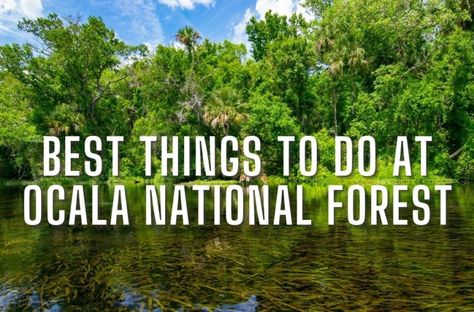 Best Things To Do At Ocala National Forest, FL | RV Lifestyle Marathon Florida, Bahia Honda State Park, Ocala National Forest, Best Rv Parks, Mangrove Swamp, Florida State Parks, Florida Sunshine, The Marathon, Outdoor Vacation