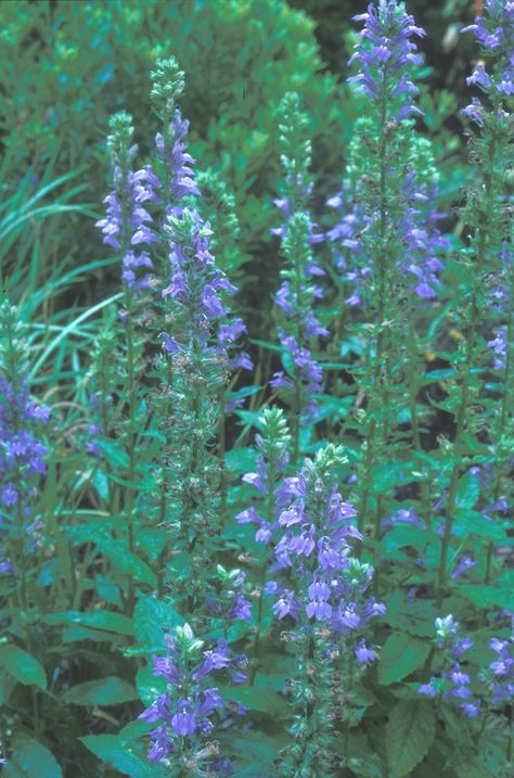 Lobelia siphilitica (blue lobelia, great lobelia): Go Botany Lobelia Siphilitica, Blue Lobelia, Rabbit Resistant Plants, Grace Farms, Perennial Bulbs, Mostly Sunny, Rain Garden, Shade Trees, Dream Backyard