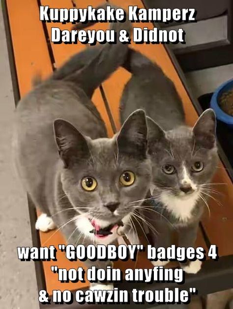 Gray Tuxedo, Grey Tuxedo, Gatto Carino, Tuxedo Cat, Funny Cat Memes, Domestic Cat, Cute Cats And Kittens, Cute Animal Pictures, The Funny