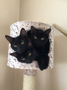 Three is never a crowd Three Black Cats, Black Kitten, Hamsters, Cat Tree, Cats Meow, Pretty Cats, Black Cats, Crazy Cat Lady, Beautiful Cats