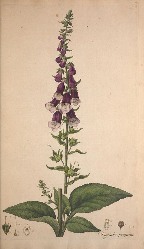 Digitalis purpurea. Foxglove | Flora Londinensis, or, Plates and descriptions of such plants as grow wild in the environs of London :. London :Printed for and sold by the author ... and B. White,1777.. biodiversitylibrary.org/page/40966517 Digitalis Purpurea, Illustration Botanique, Vintage Botanical Prints, Scientific Illustration, Nature Tattoos, Botanical Drawings, Plant Illustration, Nature Illustration, Arte Floral