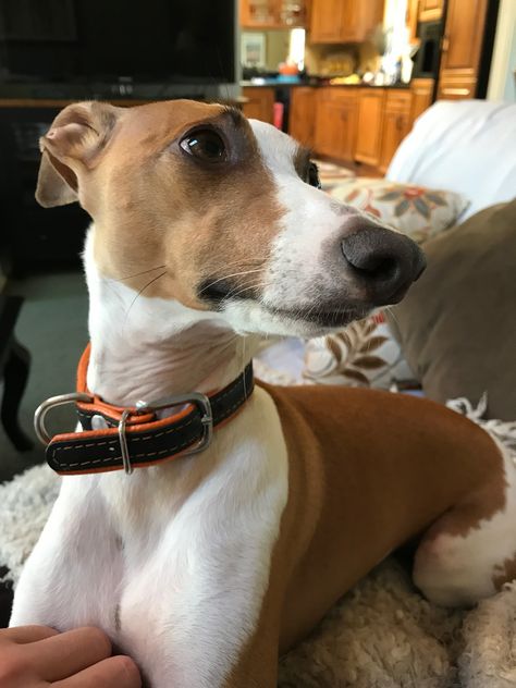 Fawn Italian Greyhound. My boy Rusty. Fawn Italian Greyhound, Fawn Whippet, Iggy Dog, Dog Goals, Whippet Dog, Life Is Precious, Grey Hound Dog, Grey Baby, Italian Greyhound