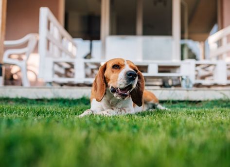 Find out why picking up dog poop is so important for your dog’s health and yours as well. Dog Yard Landscaping, Dog Lawn, Dog Pooper Scooper, Bed Bug Bites, Dog Yard, Landscaping Inspiration, Pooper Scooper, Up Dog, Dog Health Care