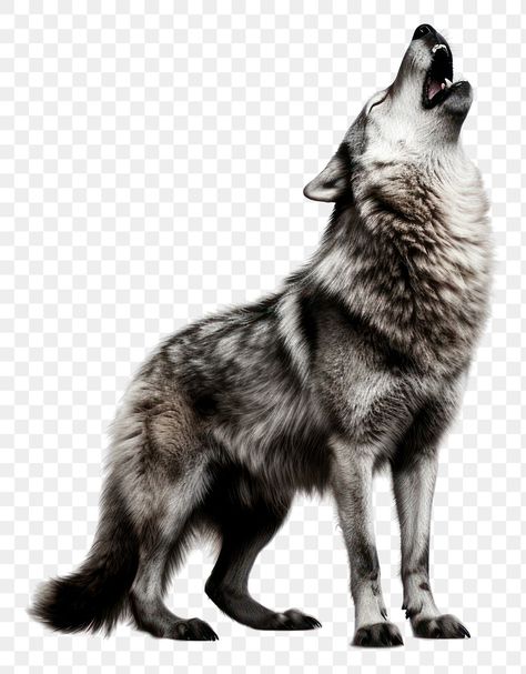 Wolf Pet, Wolf Png, Wolf Drawing, Howling Wolf, Lone Wolf, Wolf Howling, Mammals, White Background, Pet