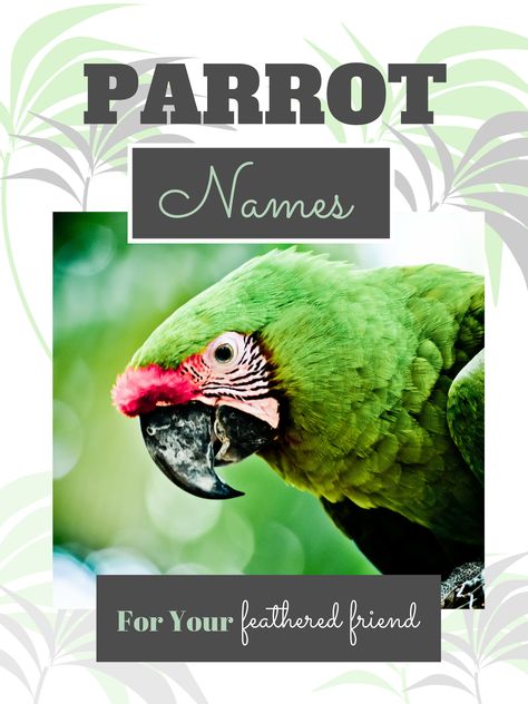 250  Cool Parrot Names for Your Extraordinary Bird (From Ace to Wingham) Parrot Names, Birds Name List, Parrot Facts, Names And Nicknames, Funny Parrots, Unique Name, Bird Care, Friendship Humor, African Grey Parrot