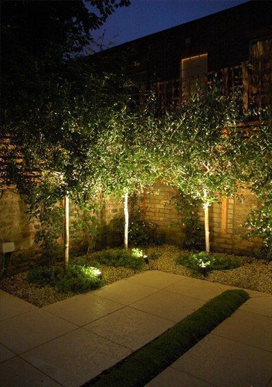 Tree Uplighting, Lighting Your Garden, Backyard Entertainment, Desert Backyard, Garden Lighting Design, Backyard Transformation, Diy Outdoor Lighting, Driveway Lighting, Landscape Lighting Design