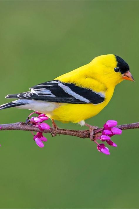 Yellow Warbler vs Goldfinch: How to Tell the Difference Yellow Warbler Bird, Yellow Finch Painting, Yellow Finch Tattoo, Bird Pictures Art, Birds And Flowers Painting, Goldfinch Tattoo, Yellow Finch Bird, Gold Finch Bird, Golden Finch