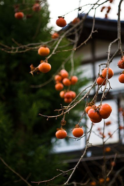 Japanese Persimmon Berries https://www.flickr.com/photos/kaiphotos/5335868522/in/set-72157625650109403 October Country, Nothing Gold Can Stay, Harvest Time, Gifu, Seasons Of The Year, Autumn Beauty, Autumn Aesthetic, Persimmon, Autumn Home