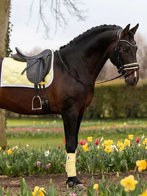 Dressage Tack, English Horses, English Horse Tack, Show Jumping Horses, Saddle Pads English, Dressage Saddle Pad, English Horse, Horse Fashion, Horse Dressage