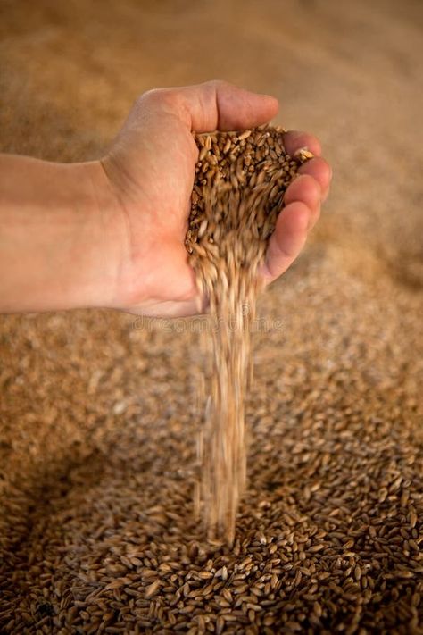 Wheat stock photo. Image of healthy, grow, detail, field - 10647502 Wheat Field Photos, Wheat Photos, Wheat Fields, Luxury Wallpaper, Harvest Time, Photoshop Effects, The Hand, Fruits And Vegetables, How To Dry Basil