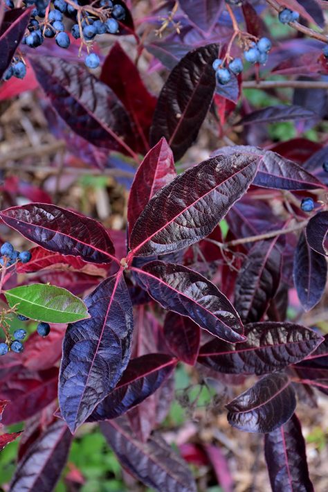 Brandywine Viburnum, Viburnum Brandywine, Viburnum Berries, Viburnum Burkwoodii, Native Viburnum, Viburnum Odoratissimum, Low Maintenance Shrubs, Goth Garden, Fruits Photos