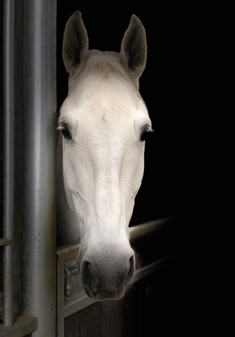 Cheval, Tête, Portrait, Face, Blanc, Animal, Équidé King Horse, Chainsaw Carvings, Healthy Horses, Baby Animal Videos, Free Horses, Horse Wallpaper, Most Beautiful Horses, Horse Face, Grey Horse