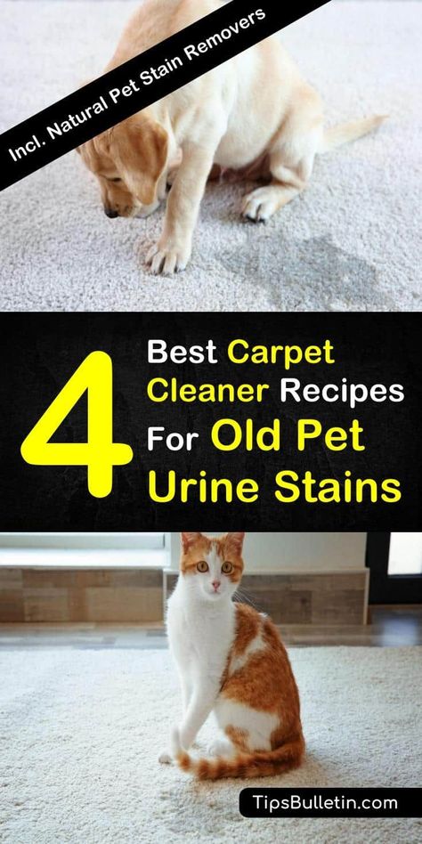 If you have pets, your no stranger to pet stains. Here are the 7 best carpet cleaners for pet stains. Cleaning Pet Urine, Pet Urine Smell, Best Carpet Cleaner, Pee Stains, Remove Pet Stains, Carpet Diy, Carpet Cleaner Homemade, Urine Smells, Urine Stains