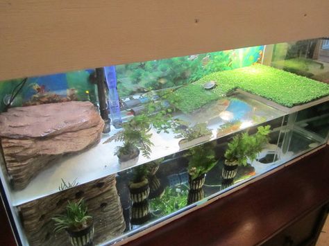 Turttle Turtle Setup, Aquatic Turtle Habitat, Aquarium Furniture, Aquatic Turtle Tank, Turtles Pet, Turtle Tank Setup, Turtle Enclosure, Aquarium Diy, Pic Tips