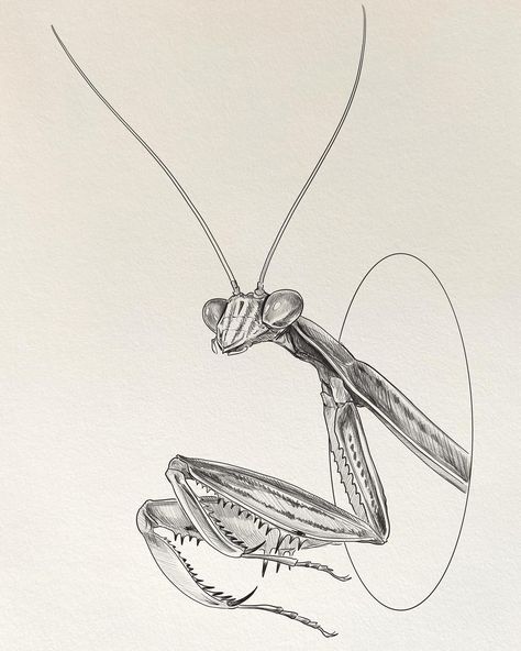 ✨Mantis✨ Day 10. of following my own #drawingparade2024 prompts this month 🙂 Today’s drawing barely got done in time, but it was a special one. This spring me and my fam raised a little bebe mantis from right when she was born, and then promptly got super attached. She passed a few days ago sadly, and I’m surprised how much I miss that little bug. She liked hanging out on your shoulder, cleaned herself very much like a cat, and watched us like a curious little alien. I’ll have to draw her mor... Bug Drawing Simple, Prey Mantis Tattoo, Pill Bug Drawing, Mantis Drawing, Praying Mantis Tattoo Beautiful, Small Praying Mantis Tattoo, Preying Mantis Traditional Tattoo, Mantis Tattoo Design, Tiny Praying Mantis Tattoo