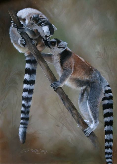 Lemur Drawing, Lemur Art, Wildlife Artists, Primates, Animal Drawings, Animal Art, Art Design, Drawings, Animals