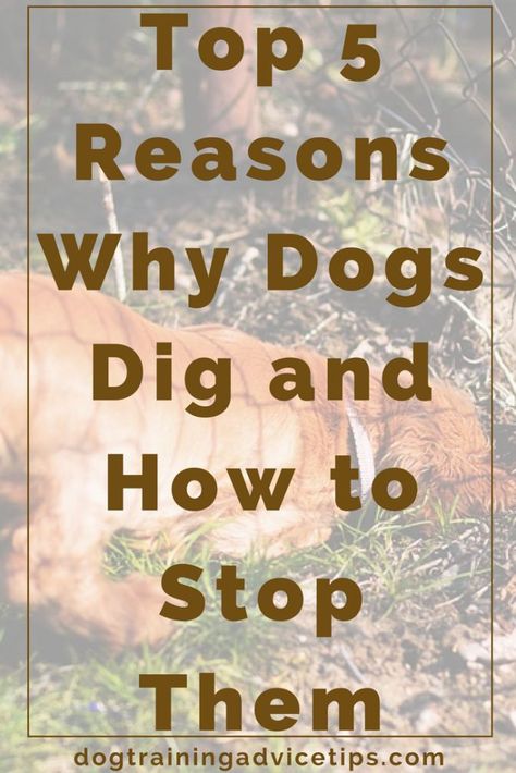 How to stop your dog from digging House Training Puppies, Easiest Dogs To Train, Dog Behavior Problems, House Training Dogs, Dog Training Advice, Dog Brain, Best Dog Training, Aggressive Dog, Training Your Puppy