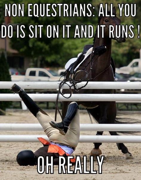 17 Equestrian Memes That You'll Love Equestrian Memes, Funny Horse Memes, Horse Meme, Horse Quotes Funny, Funny Horse Videos, Funny Horse Pictures, Horse Jokes, Inspirational Horse Quotes, Horse Riding Quotes