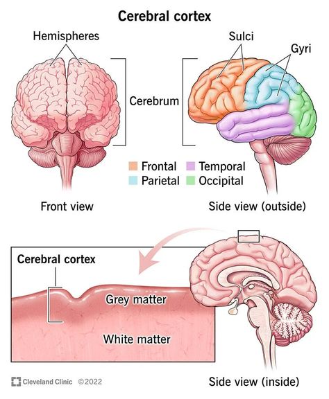 Cerebral Cortex Brain, Brain Anatomy And Function, Brain Lobes, Biology Diagrams, Occipital Lobe, Corpus Callosum, Neurological System, Basic English Sentences, Nursing School Essential