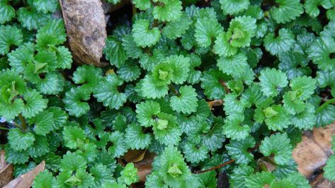 Ground Ivy | Encyclopedia Of Herbology Ground Ivy, Cough Remedies, Herbal Medicine, Hedges, Small Flowers, Perennials, Ivy, Seeds, Herbs