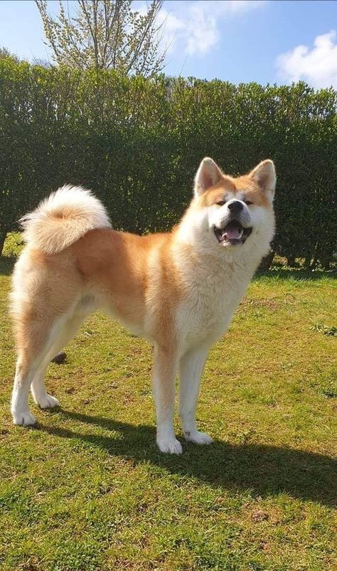 Akita Inu Aesthetic, Akita Aesthetic, Akita Inu Dog, Akita Inu Puppy, Japanese Akita, Cute Small Dogs, Akita Inu, Akita Dog, Shiba Inu Dog