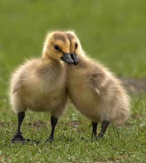 2 Ducks, Birds Funny, Baby Duck, Baby Chickens, Baby Ducks, Jolie Photo, Cute Creatures, Sweet Animals, Baby Dogs