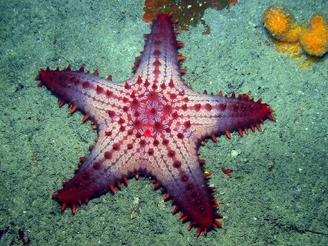 Starfish Species, Starfish Art, Creature Marine, Sea Stars, Ocean Floor, Stella Marina, Beautiful Sea Creatures, On The Ocean, Leyte