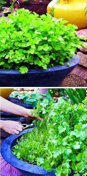 Cilantro Growing, Planting Food, Different Types Of Plants, Growing Cilantro, Spring Planting, Food Gardening, Healing Garden, Grow Plants, Have Inspiration