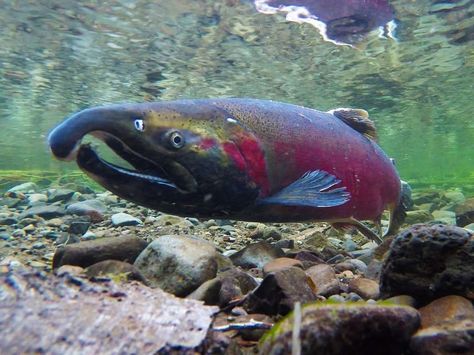 Coho salmon spawning on the Salmon River in northwestern Oregon. Alaska Salmon Fishing, Salmon Species, Coho Salmon, Pacific Salmon, Ocean Acidification, Salmon River, King Salmon, Habitat Destruction, Salmon Fishing