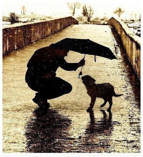 Man holding umbrella over dog Love Rain, Love My Dog, Singing In The Rain, Dancing In The Rain, Random Acts Of Kindness, Animal Quotes, 귀여운 동물, Mans Best Friend, Rainy Days