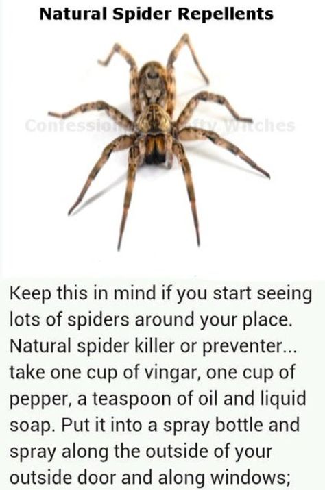 Natural Spider Repellant, Spiders Repellent, Bug Spray Recipe, Get Rid Of Spiders, Natural Bug Repellent, Homemade Cleaning Solutions, Household Cleaning Tips, Cleaning Recipes, Cleaners Homemade