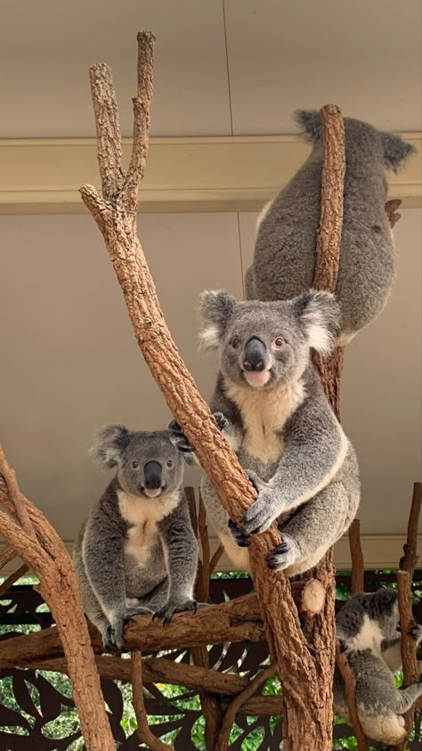 Australia Zoo Aesthetic, Cute Australian Animals, Australia Aesthetic, Cute Koalas, Melbourne Zoo, Gap Year Travel, The Wombats, Melbourne Travel, Australia Kangaroo