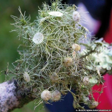 Witches' whiskers lichen or Usnea florida. New name suggested by Lisa Bassett Microscopic Algae, English Names, Common Names, Highly Sensitive, Air Pollution, Endangered Species, Botany, The Guardian, Pollution