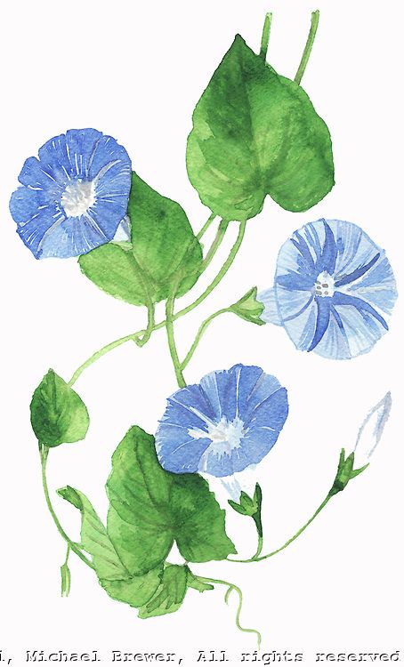 Morning glories, purple-y blue Aster Flower Drawing, Morning Glory Watercolor, Morning Glory Tattoo, Glory Tattoo, Blue Morning Glory, Morning Glory Flowers, Blue Morning, Watercolor Tattoo Flower, Botanical Floral Art